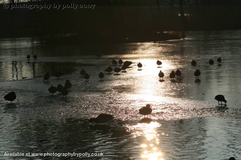 Waddling Silhouettes