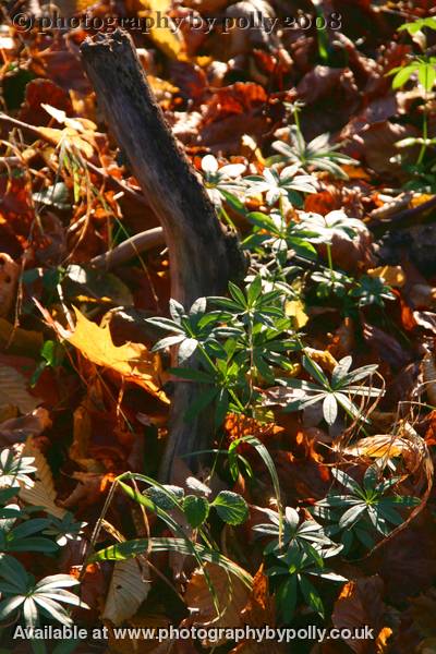 Waldmeister Glow