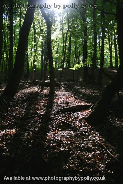 Woodland Shade