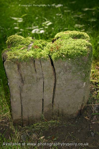 Back Lit Moss