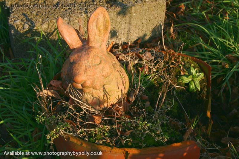 Bunny Bowl