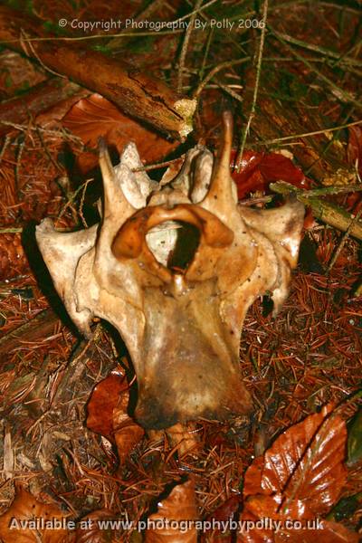 Deer Skull