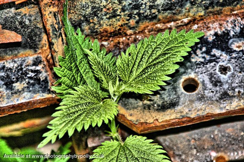 Green Rust