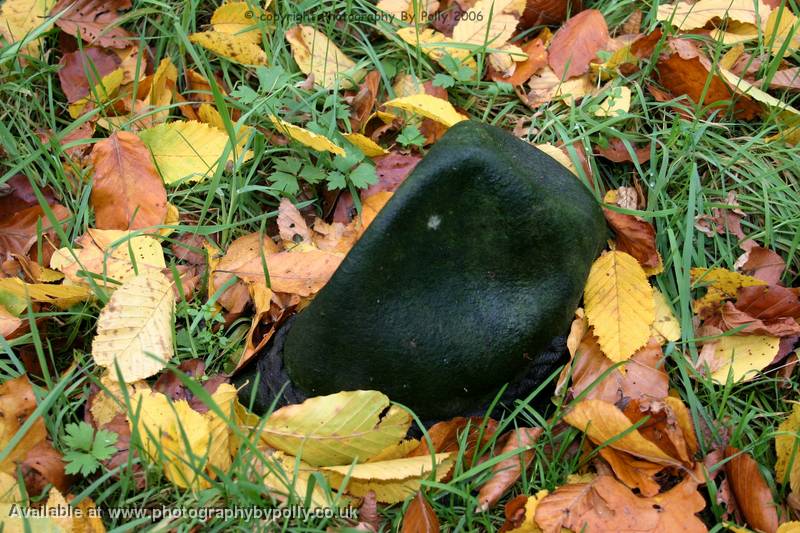 Hat Not Fungi