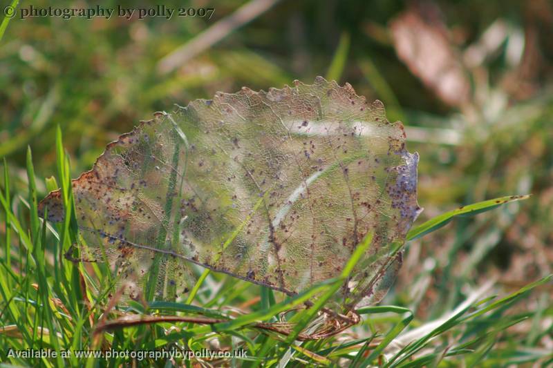 Lace Leaf