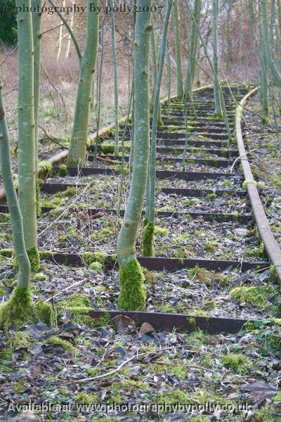 Leaves On The Line