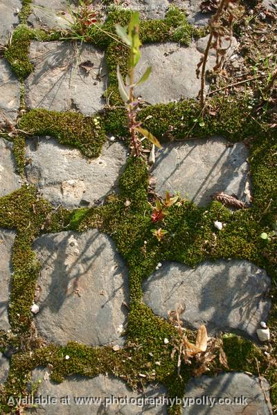 Moss Squares