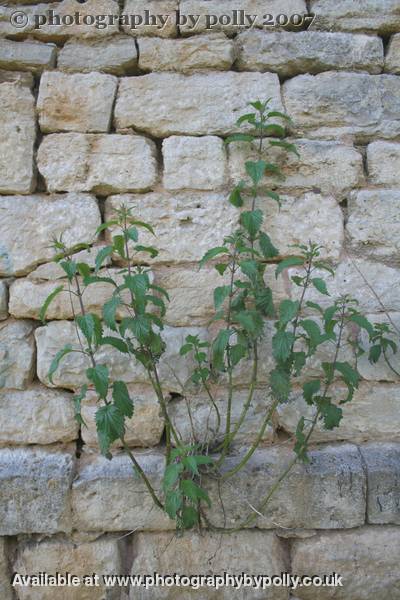 Nettle Bricks