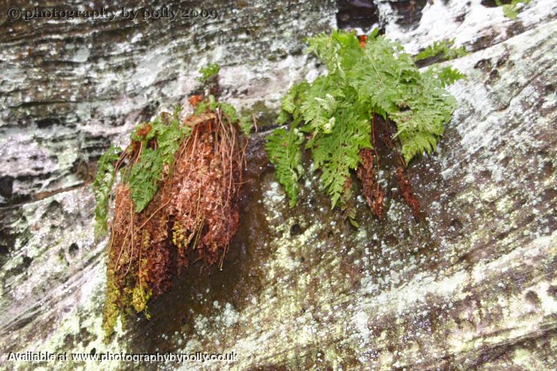 Rock Veg