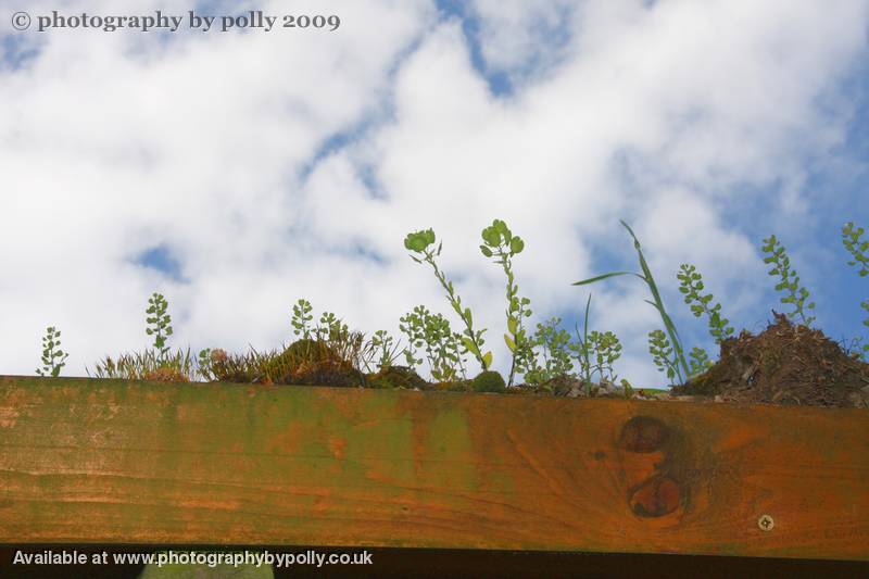 Roof Garden