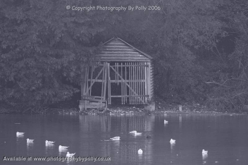 See Through Shed