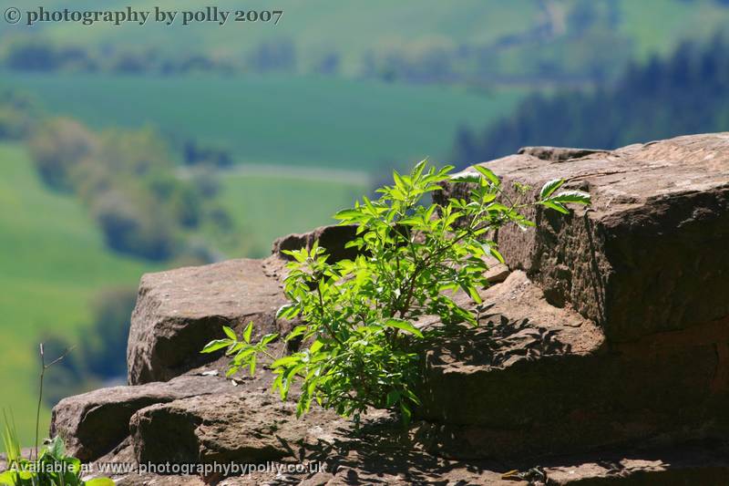 Stoney Ground