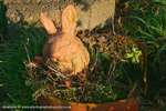 Bunny Bowl