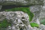 Moss Crevice