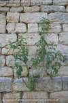 Nettle Bricks