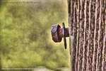 Rusted Ring