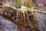 Swamp Weed