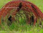 Wire Tumble Weed