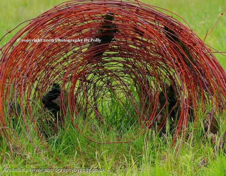 Wire Tumble Weed