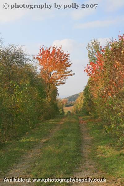 Burning Bush