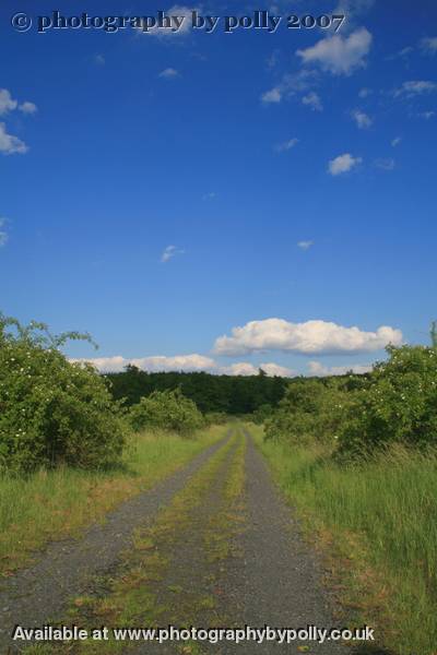 Butterfly Walk