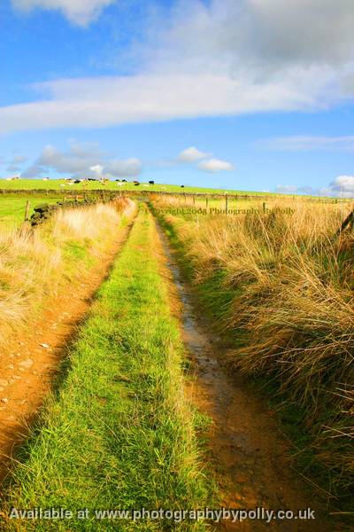 Cow Path