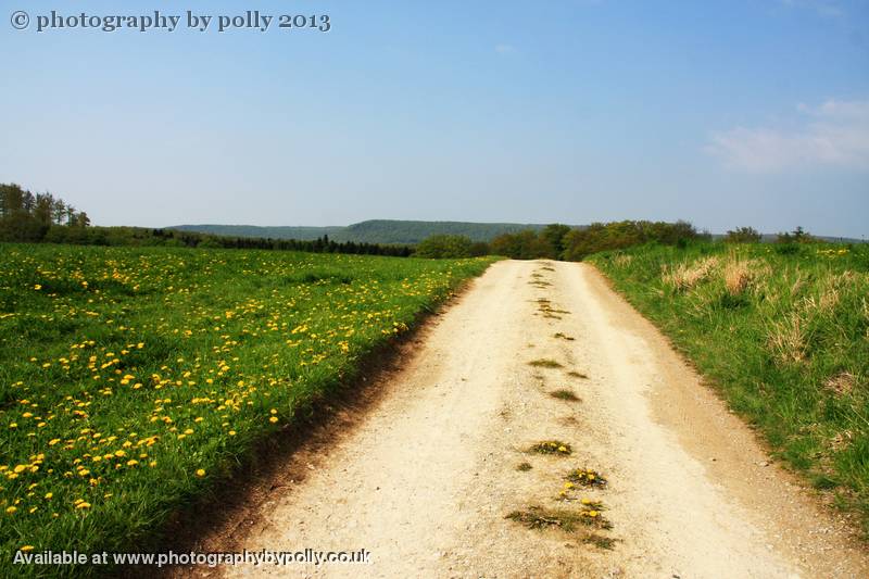 Dandelions