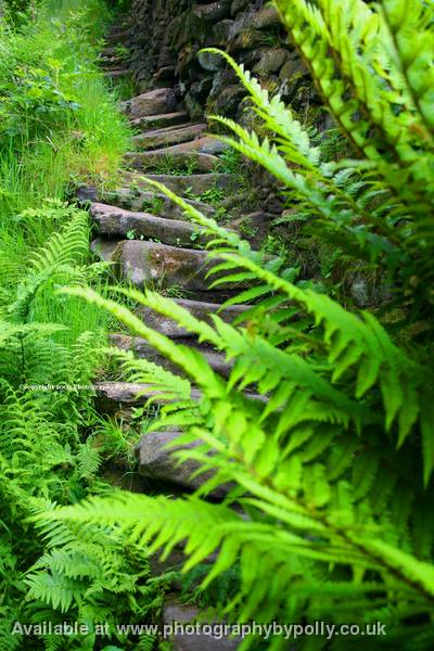 Fern Steps