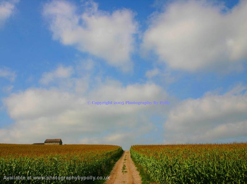 Fields and Sky