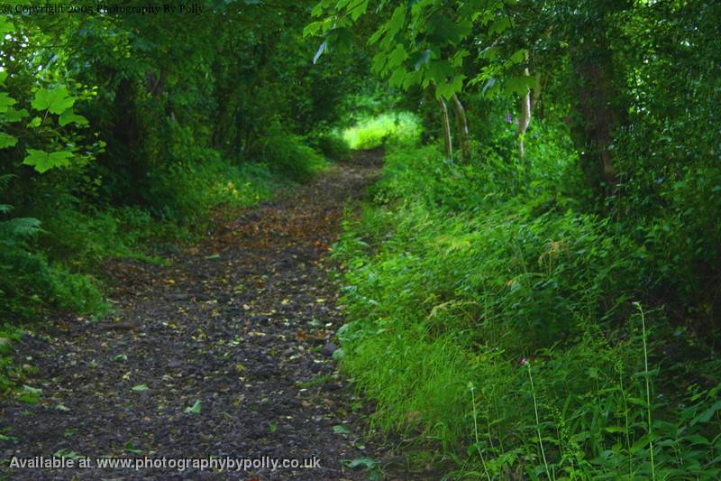 Forest Path 2