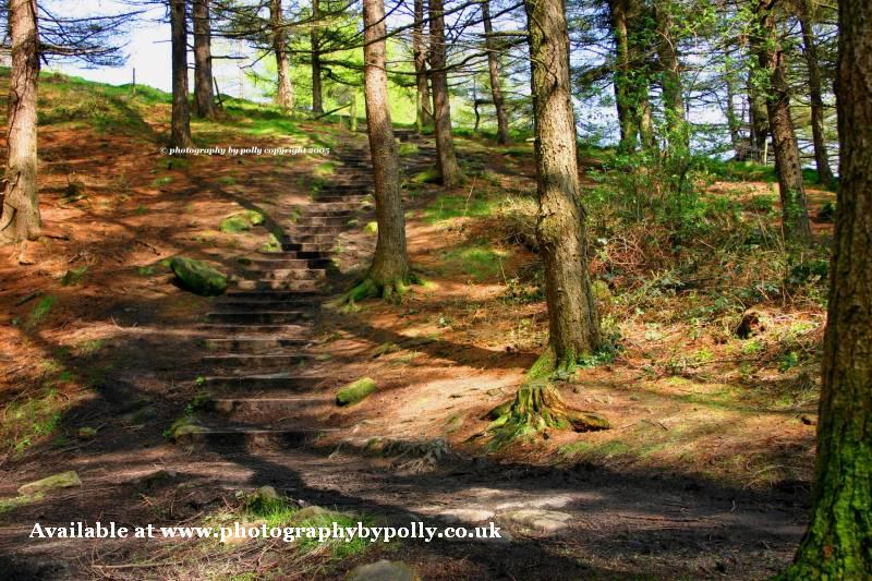 Forrest Path