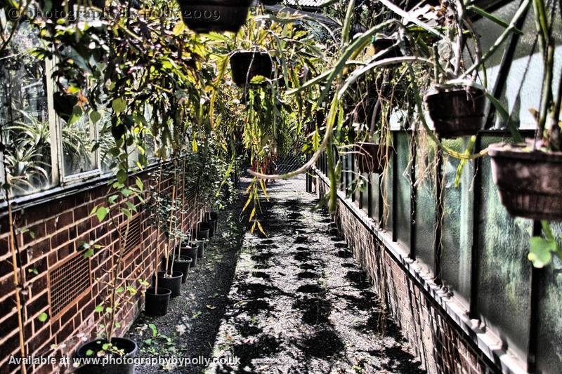 Hanging Baskets