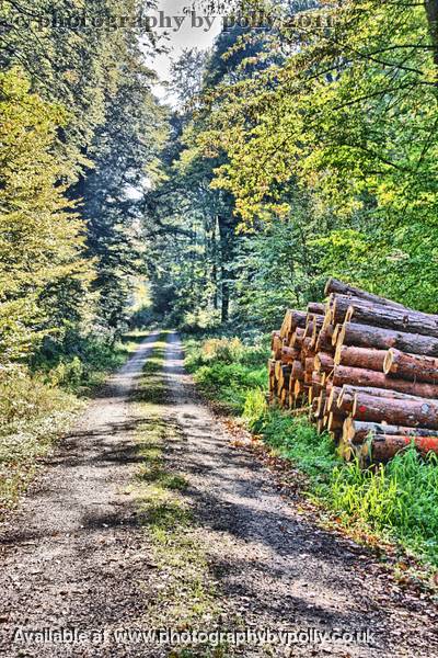 Log Shadows