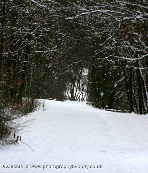 Snow And Branches