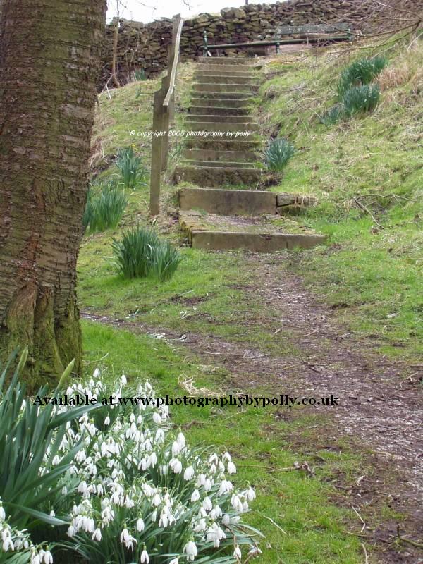 Snowdrop Steps