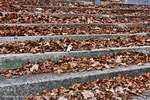 Autumn Steps