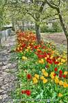 Tulip Way