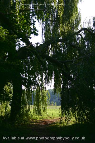 Weeping View