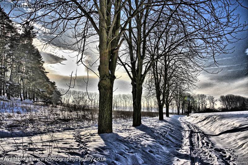 Winter Stroll