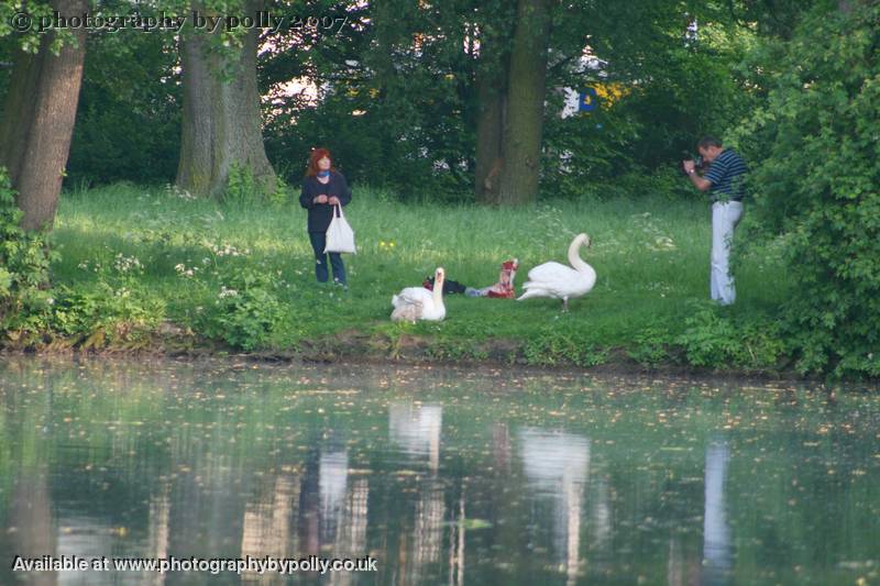 Swan Snaps