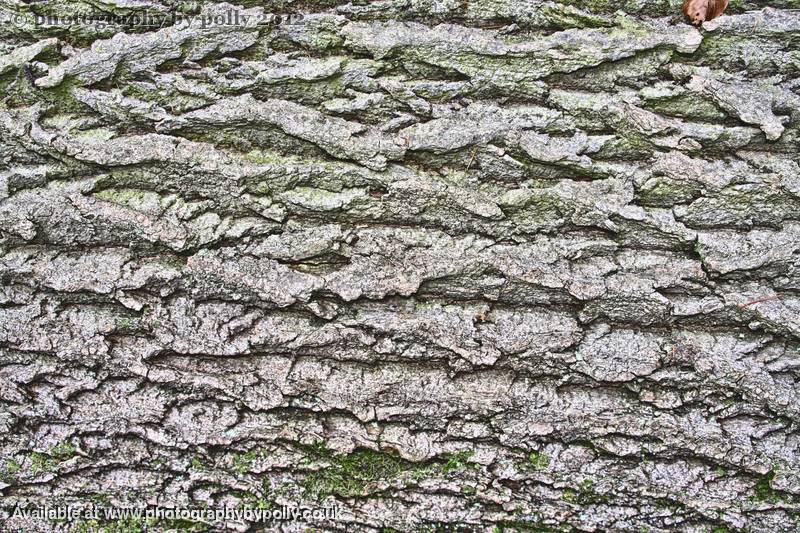 Bark