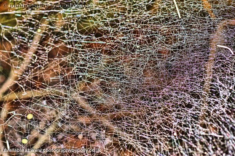 Cobwebs