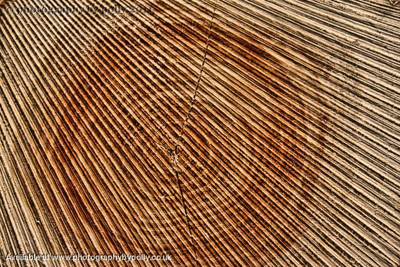 Crinkle Cut 2