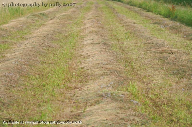 Furrows