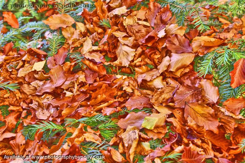 Needles And Leaves