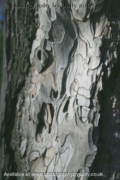 Speckled Wood