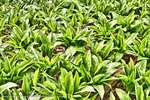 Wild Garlic
