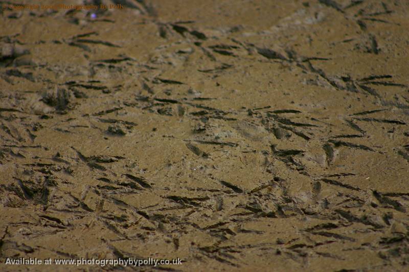 Tiny Footprints