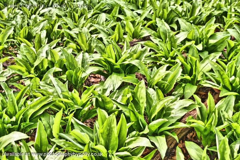 Wild Garlic