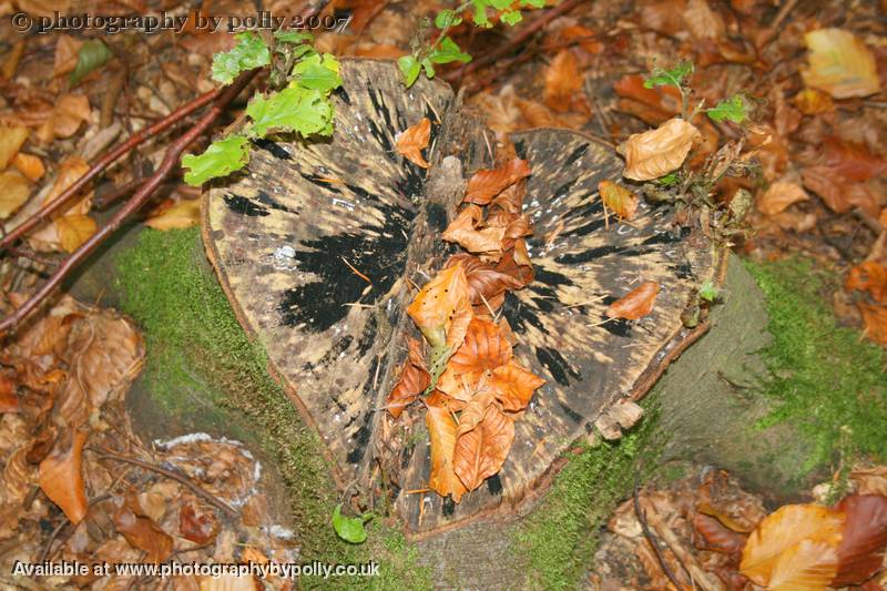 Wooden Heart